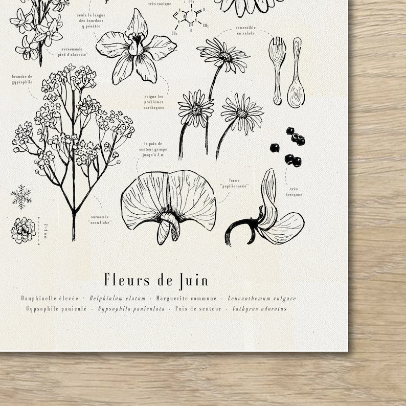 Cartel "Las flores de junio" · A3 ilustración de flores de temporada · Grabado botánico, Decoración floral, Dibujo en blanco y negro, Regalo junio imagen 2