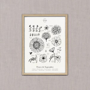 May include: Black and white line drawing illustration of various flowers and plants that bloom in September. The illustration includes the names of the flowers in French and the scientific names in Latin. The title of the illustration is "Flowers of September".