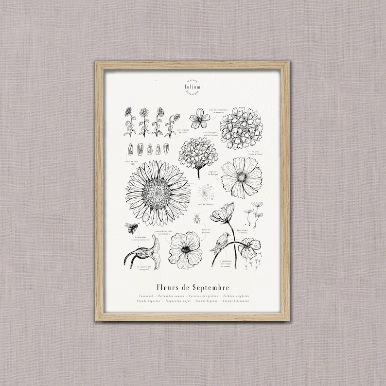 May include: Black and white line drawing illustration of various flowers and plants that bloom in September. The illustration includes the names of the flowers in French and the scientific names in Latin. The title of the illustration is "Flowers of September".