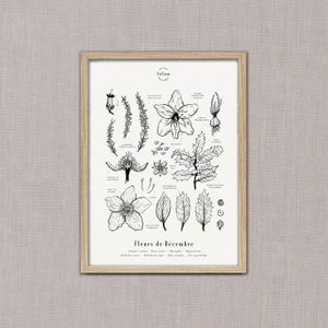 Cartel "Las flores de diciembre" · Ilustración 30x42 cm de flores de temporada · Grabado botánico, Dibujo floral, Decoración floral, A3 imagen 3