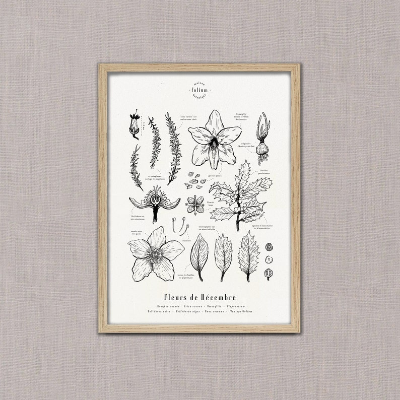 Cartel "Las flores de diciembre" · Ilustración 30x42 cm de flores de temporada · Grabado botánico, Dibujo floral, Decoración floral, A3 imagen 3