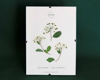 Herbier de fleurs séchées · Spirée à fleurs blanches · n·022 · Cadre fleurs pressées, herbier encadré, tableau fleurs séchées, Folium