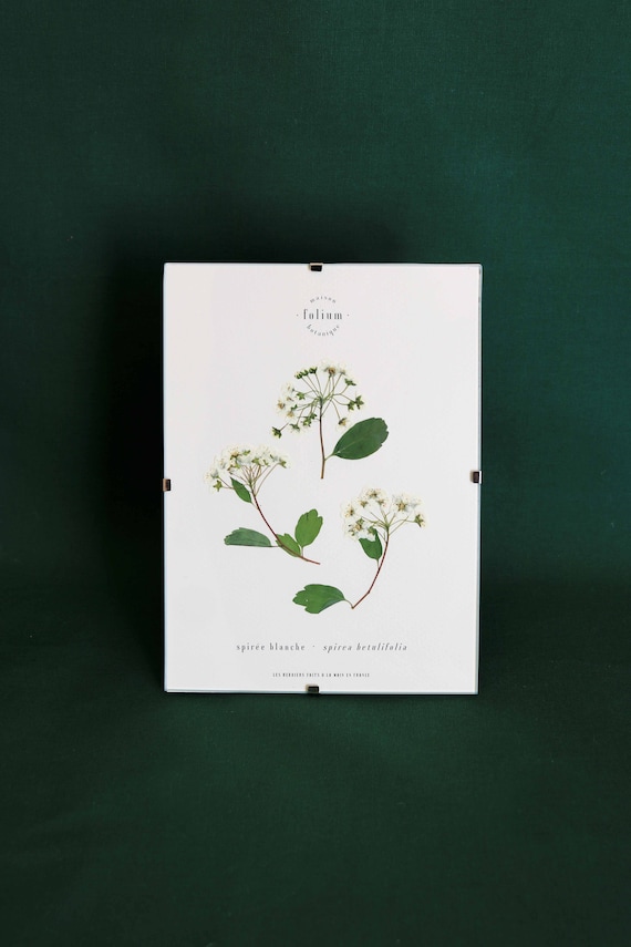 Herbier de fleurs séchées · Spirée à fleurs blanches · n·022 · Cadre fleurs pressées, herbier encadré, tableau fleurs séchées, Folium