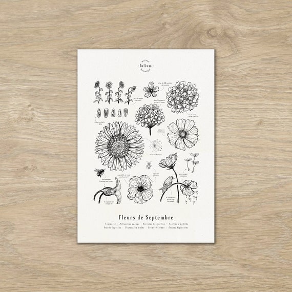 Affiche "Les fleurs de Septembre" · Illustration botanique de fleurs de saison · Gravure botanique, Affiche format A3, cadeau de naissance