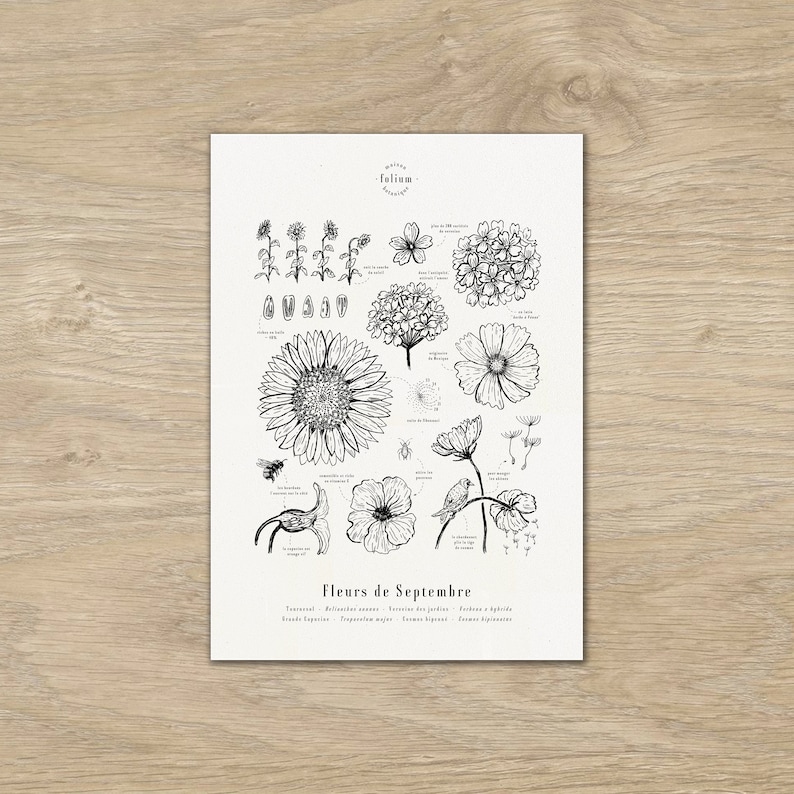 May include: A black and white illustration of various flowers that bloom in September. The flowers are labeled with their scientific names in French. The text at the bottom reads "Flowers of September".