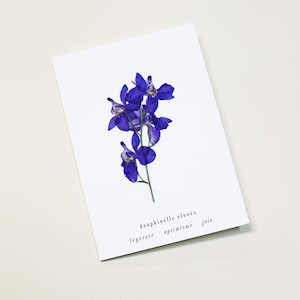 Dauphinelle fleur rose delphinium carte avec fleur séchée carte de voeux carte d'anniversaire carte cadeau carte florale carte herbier offrir occasion folium maison botanique carte naissance félicitations