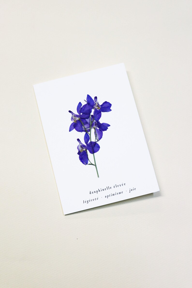 Dauphinelle fleur rose delphinium carte avec fleur séchée carte de voeux carte d'anniversaire carte cadeau carte florale carte herbier offrir occasion folium maison botanique carte naissance félicitations