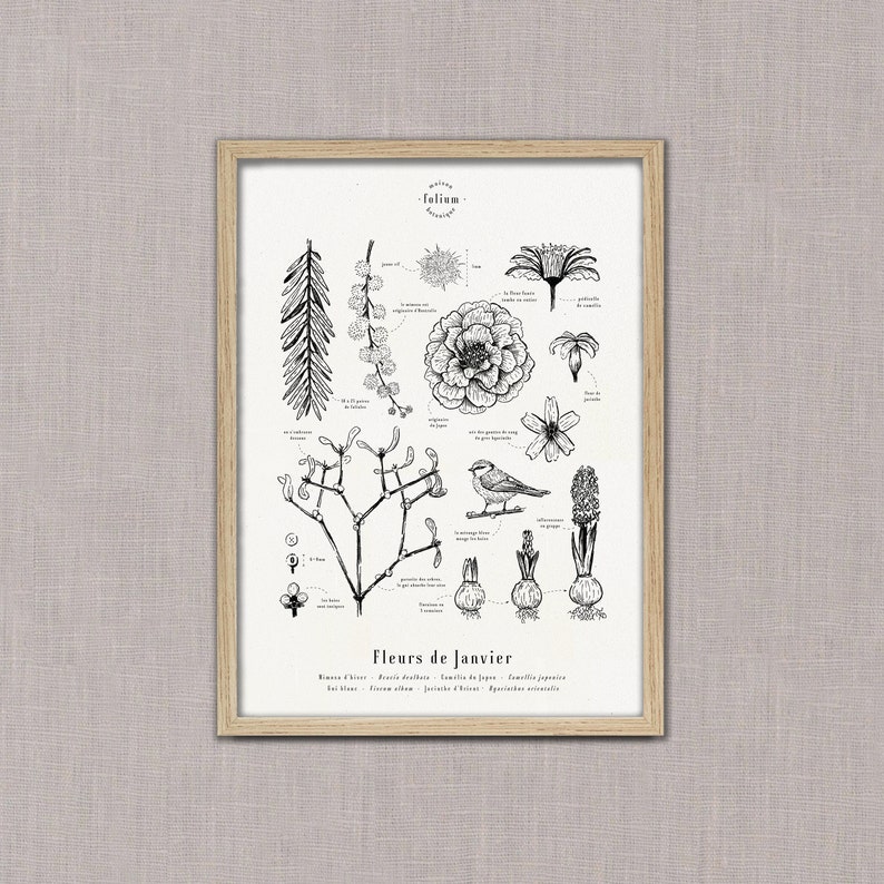 Cartaz "Flores de Janeiro" · Ilustração A3 de flores da estação · Gravura botânica, Decoração de parede, Presente de nascimento imagem 3