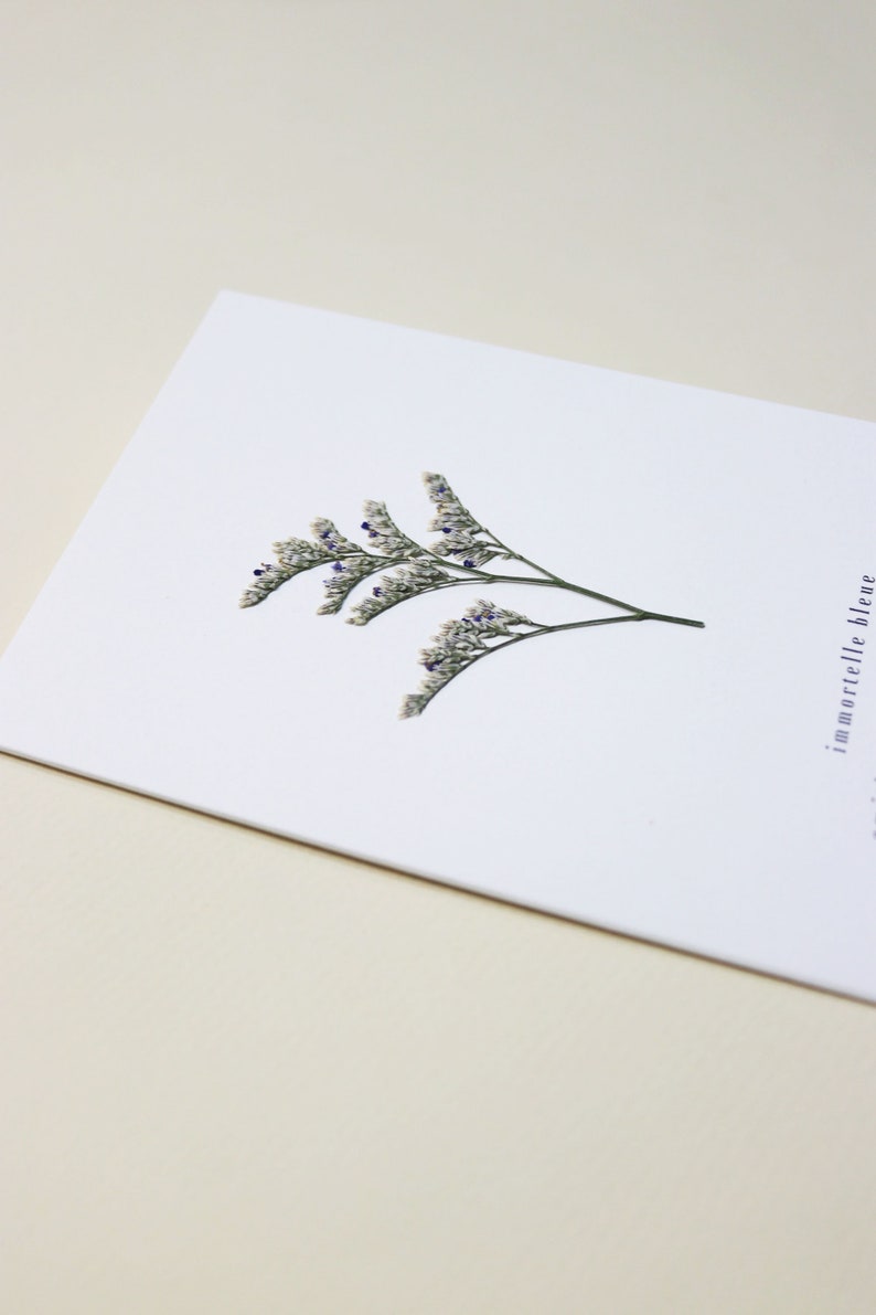 Carte avec fleurs séchéee, carte anniversaire, carte relief, carte vraie fleur, fleur pressée, carte de voeux, pressed flower art, folium, herbarium, herbier