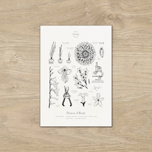 Cartel "Las flores de agosto" · Cartel A3 ilustración de flores de temporada · Grabado botánico, Dibujo botánico de plantas, Regalo de nacimiento