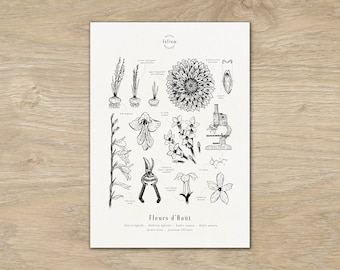 Peut inclure: Une illustration botanique en noir et blanc de différentes fleurs, dont une dahlia, un glaïeul et un jasmin. L'illustration est intitulée "Flowers d'Hout" et comprend les noms scientifiques des fleurs.