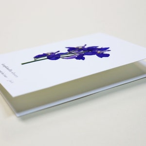 Dauphinelle fleur rose delphinium carte avec fleur séchée carte de voeux carte d'anniversaire carte cadeau carte florale carte herbier offrir occasion folium maison botanique carte naissance félicitations