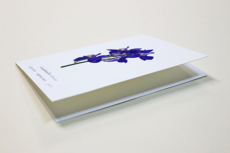 Dauphinelle fleur rose delphinium carte avec fleur séchée carte de voeux carte d'anniversaire carte cadeau carte florale carte herbier offrir occasion folium maison botanique carte naissance félicitations