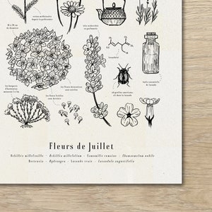 Cartel "Las flores de julio" · A3 ilustración de flores de temporada · Grabado botánico, Regalo personalizado julio, Regalo de nacimiento imagen 2