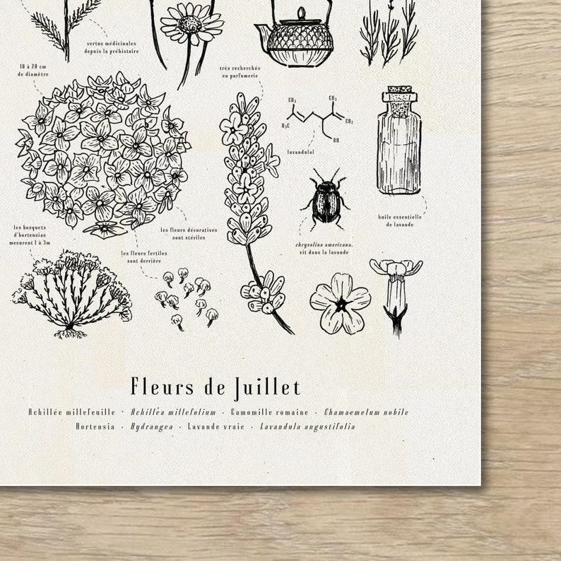 Cartel "Las flores de julio" · A3 ilustración de flores de temporada · Grabado botánico, Regalo personalizado julio, Regalo de nacimiento imagen 2