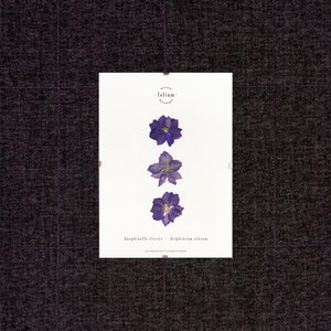 Erbario di fiori secchi · Dauphinelle Viola · n·19 · Erbario incorniciato, Erbario di fiori pressati,
