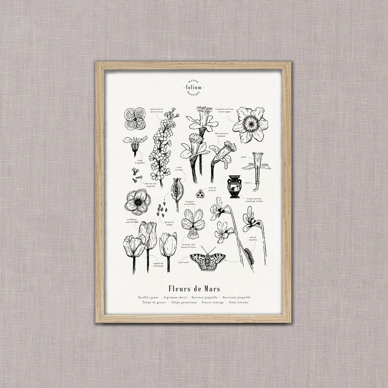 K&ouml;nnte beinhalten: Eine Schwarzwei&szlig;-Illustration verschiedener Blumen, darunter Narzissen, Tulpen und Veilchen. Die Illustration tr&auml;gt den Titel "Blumen des M&auml;rz" und enth&auml;lt die wissenschaftlichen Namen jeder Blume.