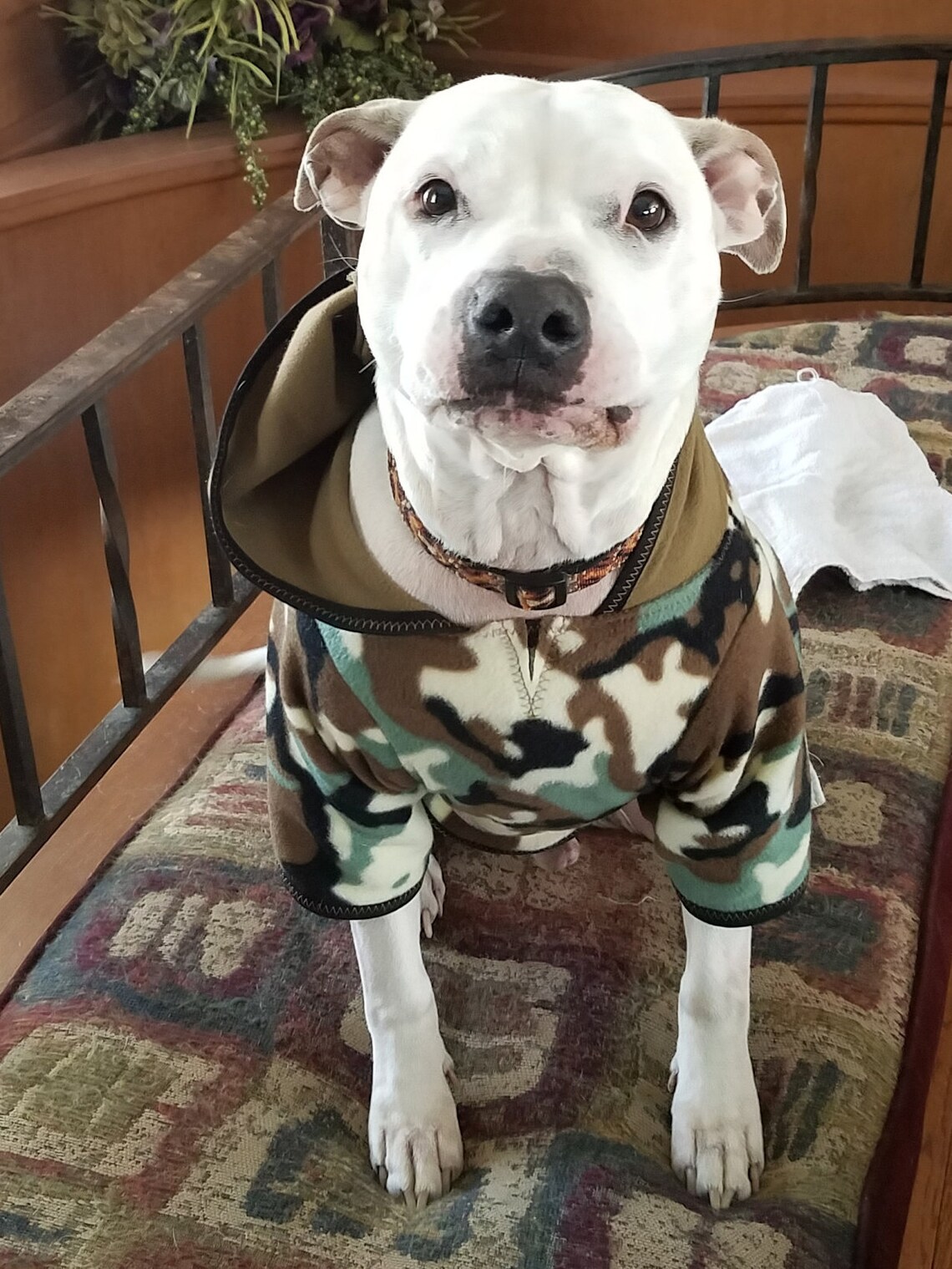 Bright Camo dog hoodie Etsy