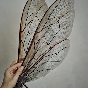 May include: A pair of large, translucent insect wings with a delicate, veined structure. The wings are primarily off-white with brown and black accents, and a pattern of tiny dots. The wings are held together by a black structure and black cords.