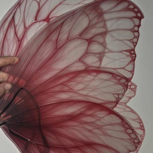 May include: A pair of translucent, layered butterfly wings with a gradient of red hues. The wings feature intricate vein-like patterns and a scalloped edge, creating a delicate and ethereal appearance. The wings are held together by a black wire.