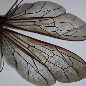 May include: Two insect wings with a delicate, veined structure. The wings are primarily translucent with brown and tan accents, and are connected by a black string. The wings are likely for decorative purposes.