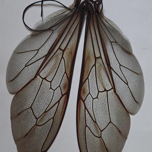 May include: A pair of delicate, translucent insect wings with intricate veining and a speckled pattern. The wings are primarily off-white with brown accents and are connected by a dark, knotted string.