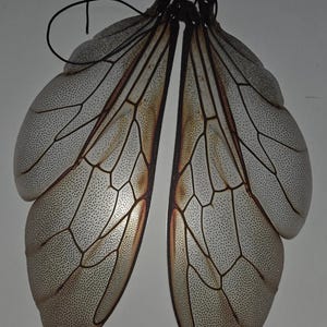 May include: A pair of delicate, translucent insect wings with intricate vein patterns and a speckled texture. The wings are a light beige color with darker brown accents and are connected by a dark string.
