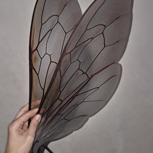 May include: A pair of large, translucent insect wings with a detailed vein pattern and a speckled texture. The wings are held together with black cords. The wings have a gradient of colors, from brown to orange.