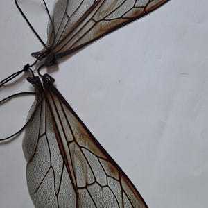 May include: Two insect wings with intricate vein patterns and a gradient of brown and white hues. The wings are connected by a black string, suggesting they are a decorative item or part of a costume.