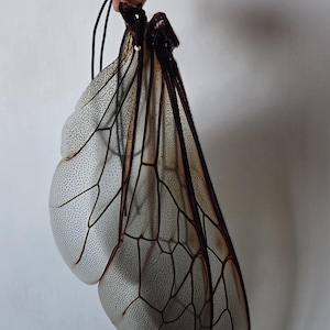 May include: A pair of large, translucent insect wings with a network of dark brown veins and tiny black dots. The wings are held by a black cord, suggesting they are a decorative item or costume accessory.