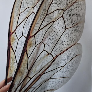 May include: Close-up of insect wings, showcasing intricate details. The wings are translucent with a network of dark brown veins and tiny black dots. The edges have a darker brown hue, creating a delicate and detailed appearance.