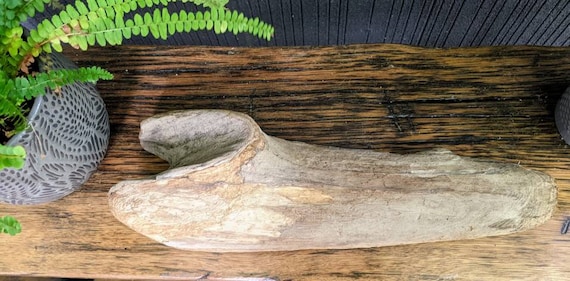 Lake Erie Driftwood: Large Unique Beach Decor Piece