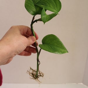 olivenbaum im schlafzimmer Künstlicher Olivenbaum 65cm – Immergrüne Deko für Zuhause oder Büro –  urbanjngl.com