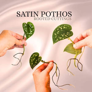 Satin Pothos Rooted Cuttings | Easy Care Trailing Vine | Beginner House Plant | Air Purifying | Healthy Well Rooted Clipping