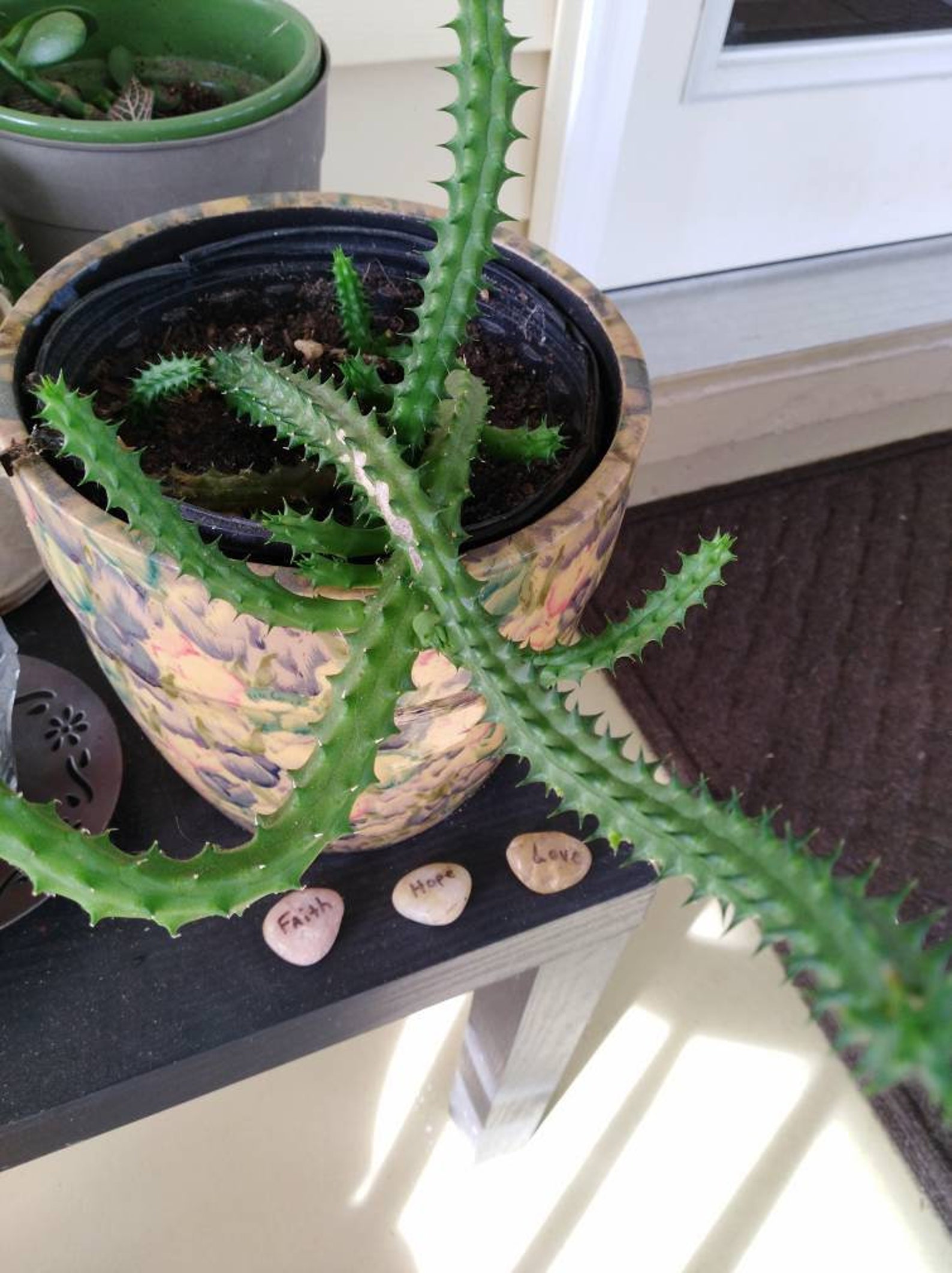 Hernia Schneideriana Unique Weird Succulent Snake Rope Cactus Etsy