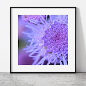 May include: Close-up of a purple flower with a cluster of tiny pink flowers in the center. The flower has soft, feathery petals.