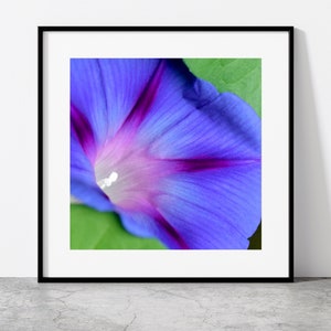 Morning Glory Photography Print, Macro Flower Photography, Botanical Art Print, Purple Flower Print