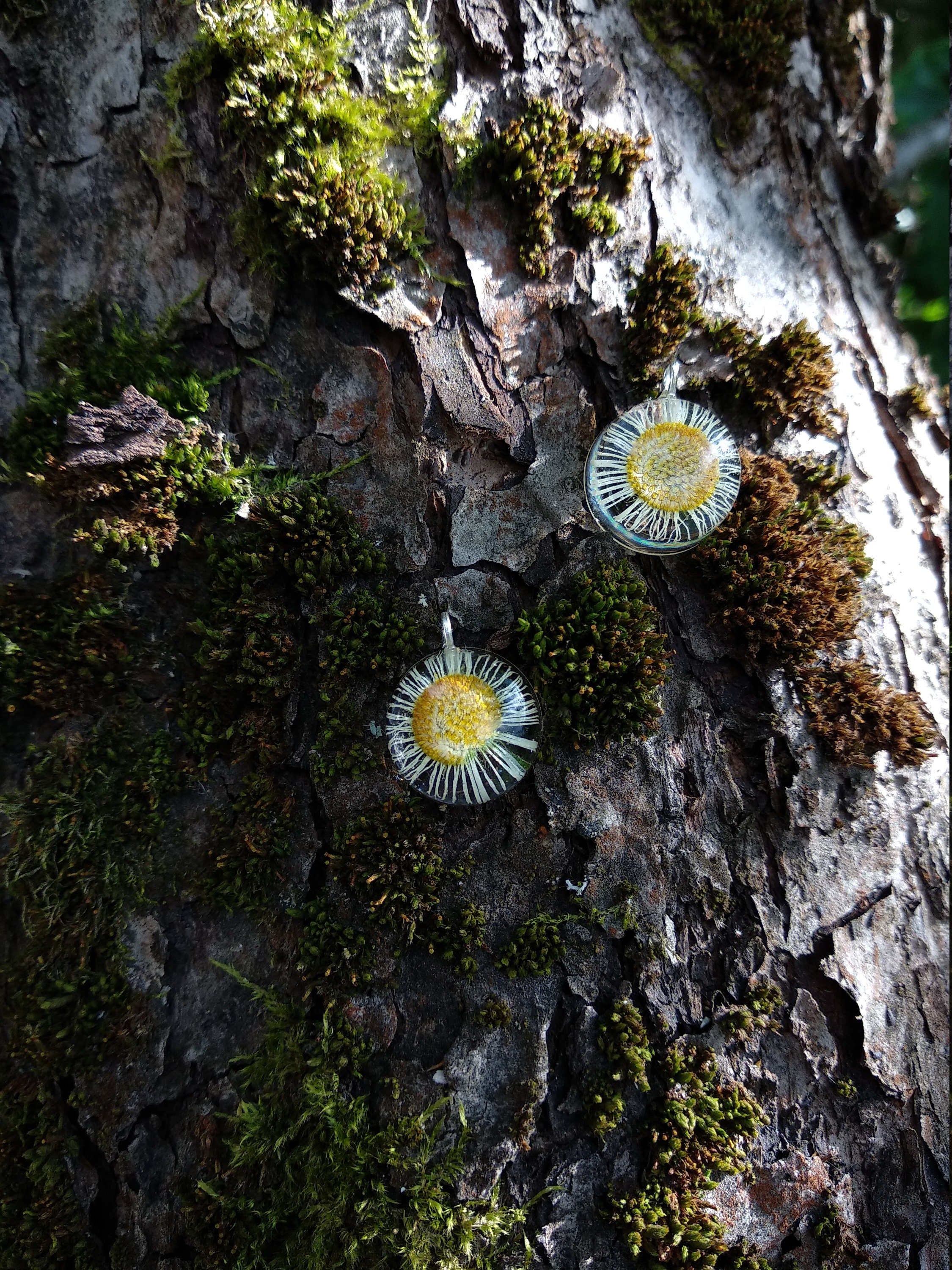 True Chamomile Necklace Pressed Flower Necklace Pressed | Etsy