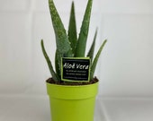 Aloe Vera plant In 12cm Pot