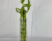 Lucky Bamboo 3 Straight Stems 30cm Tall Indoor Plant In Glass Vase