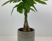 Pachira Money Tree 12cm Grey Green Pot Gift