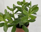 Crassula Money Plant 12cm Pot