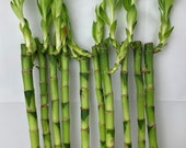 Lucky Bamboo 5 Straight Stems 30cm Tall Indoor Plant Pot Garden Windowsill Bowl