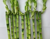 Lucky Bamboo 3 Straight Stems 30cm Tall Indoor Plant Pot Garden Windowsill Bowl