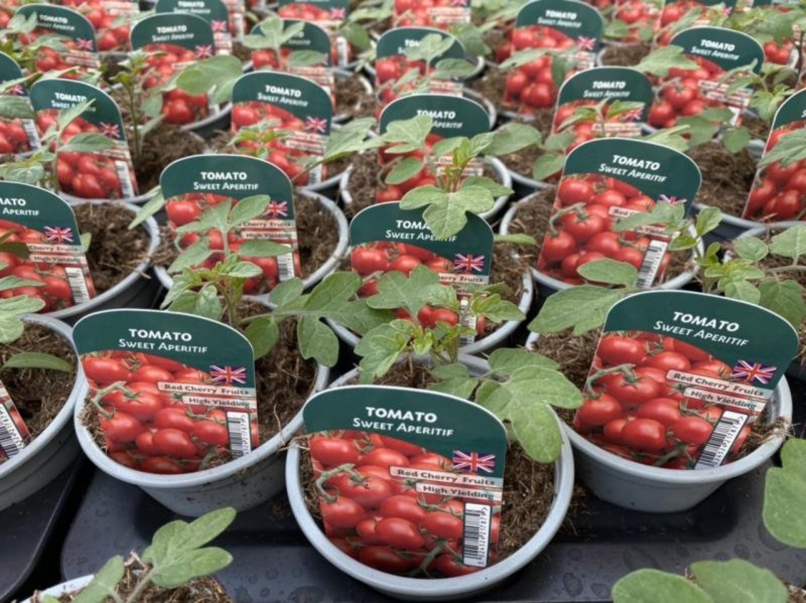Tomato Sweet Aperitif 9cm Pots British Grown Recyclable ...