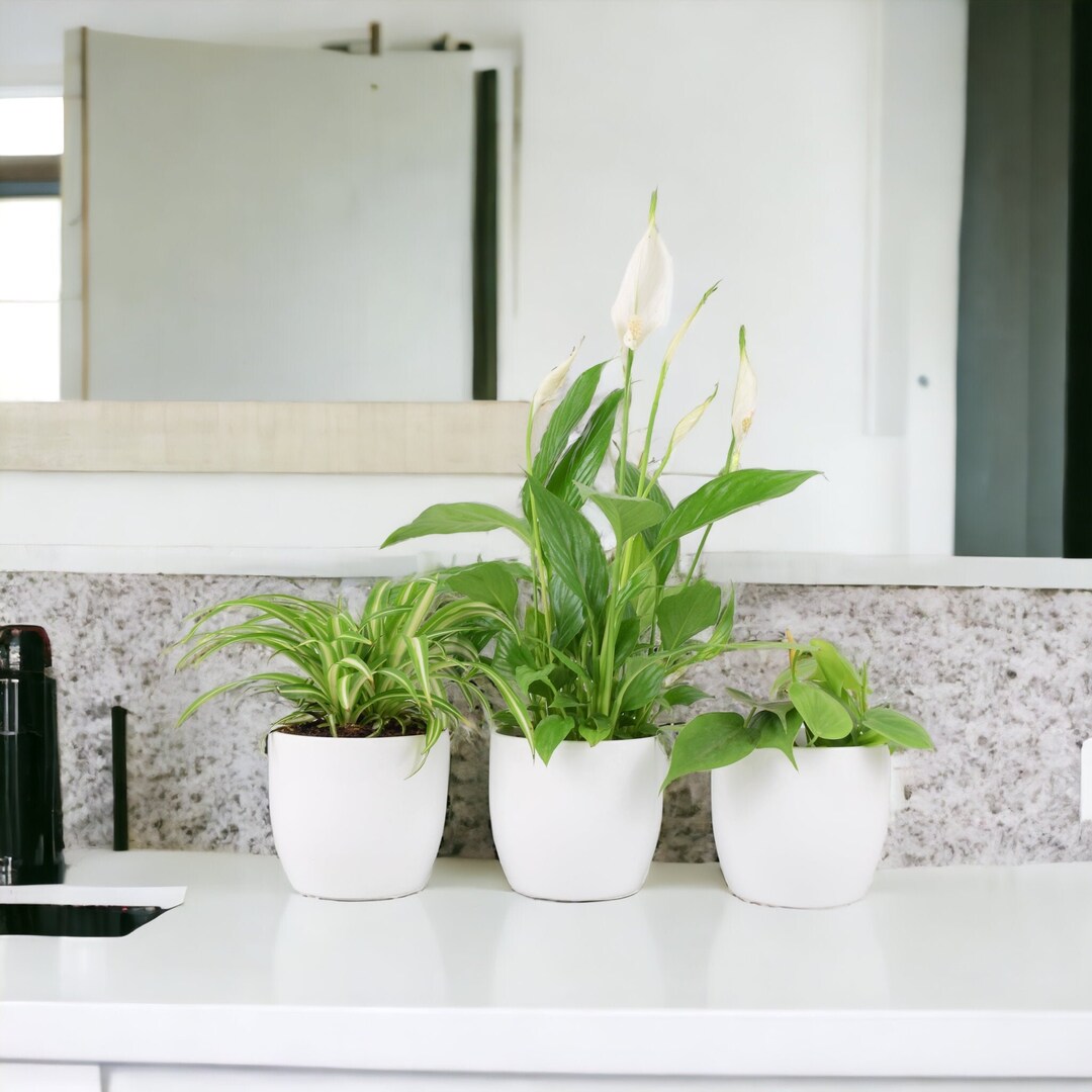 Bathroom Houseplant Collection - Etsy