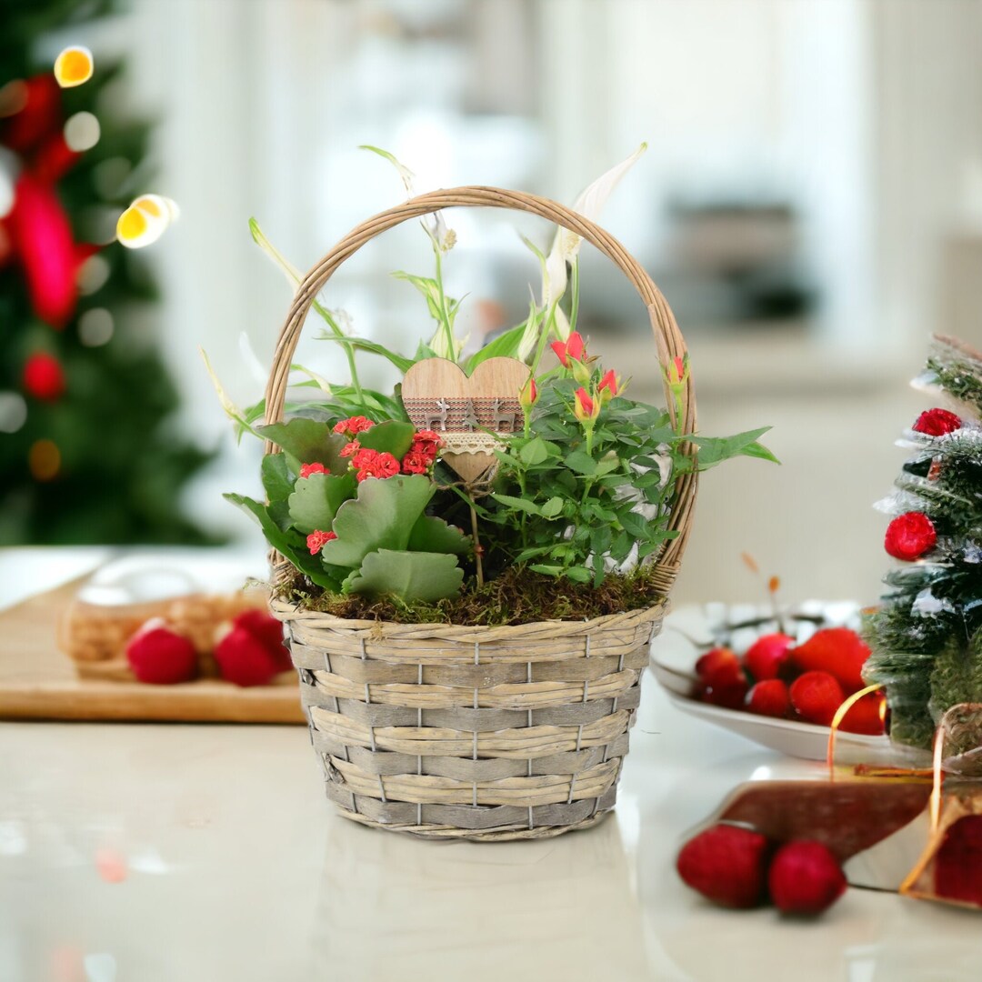 Small Christmas Planted Basket With Heart Pick Gift - Etsy UK