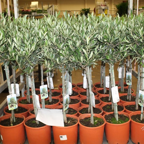 Olive Tree 90/100cm Tall