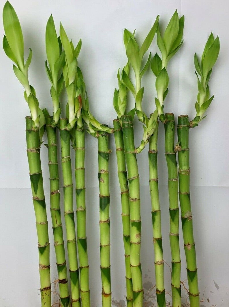 Lucky Bamboo 3 Straight Stems 30cm Tall Indoor Plant Pot