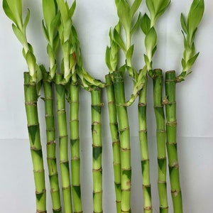 Lucky Bamboo 5 Straight Stems 30cm Tall